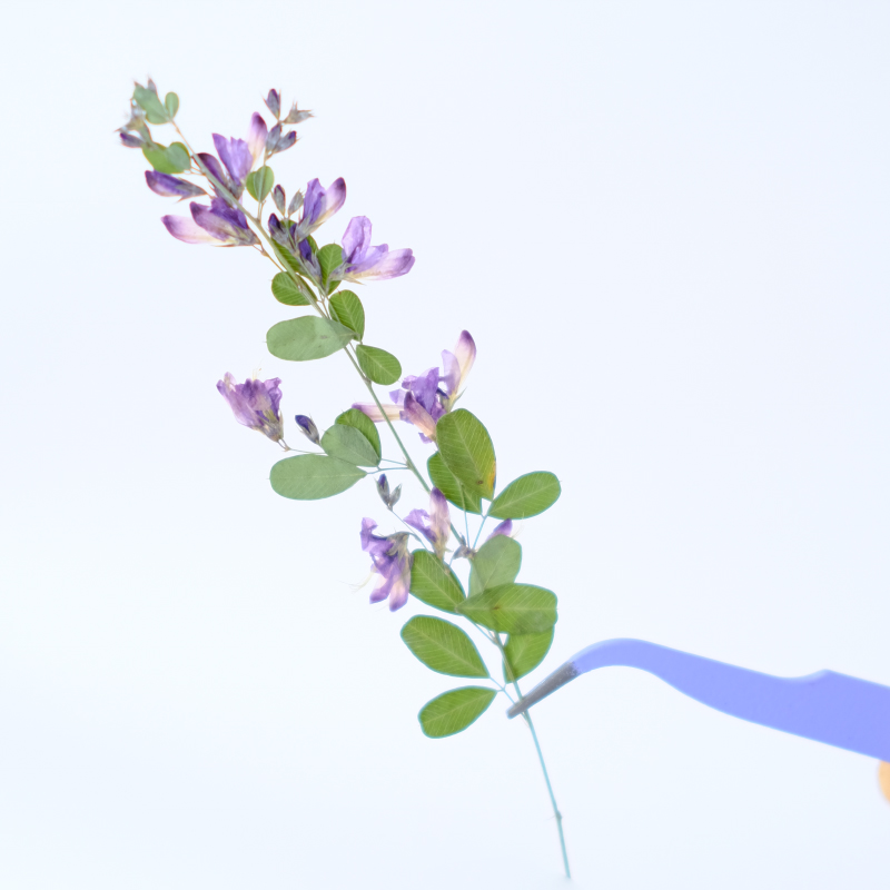 6pcs,nature Lespedeza Formosa  - Dried Flower Bookmark avaliação e preço