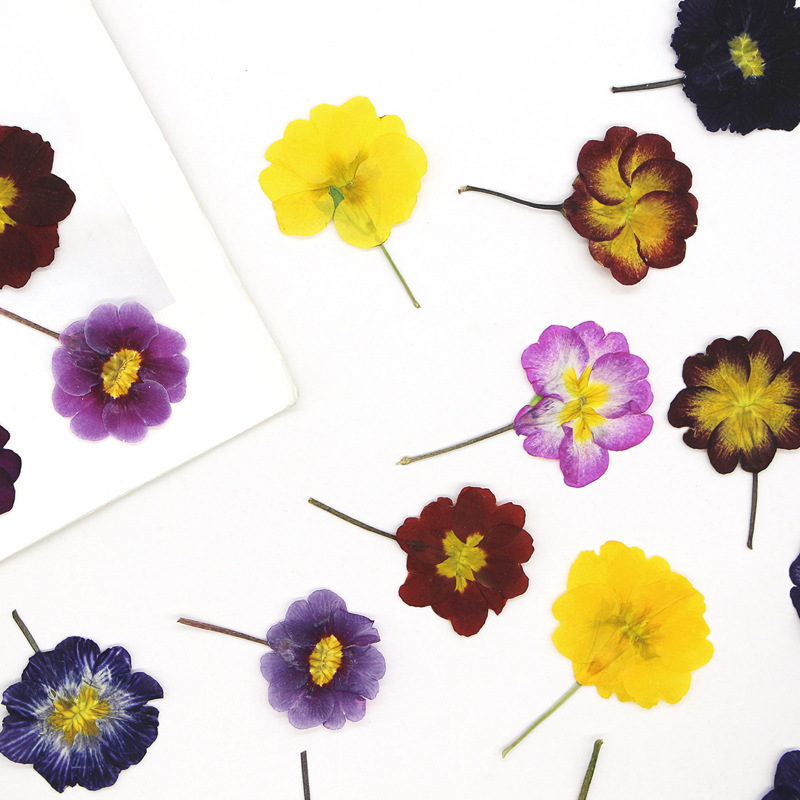 48Pcs European Primrose Teachi - Dried Flower Bookmark avaliação e preço