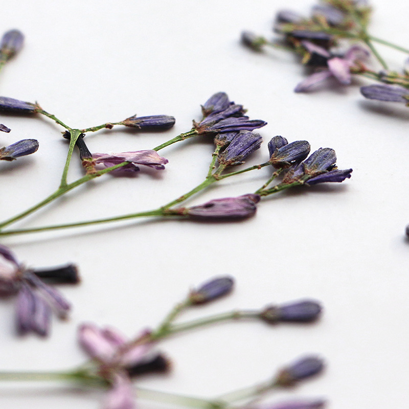 60Pcs Neem Tree Flower Branche - Dried Flower Bookmark avaliação e preço