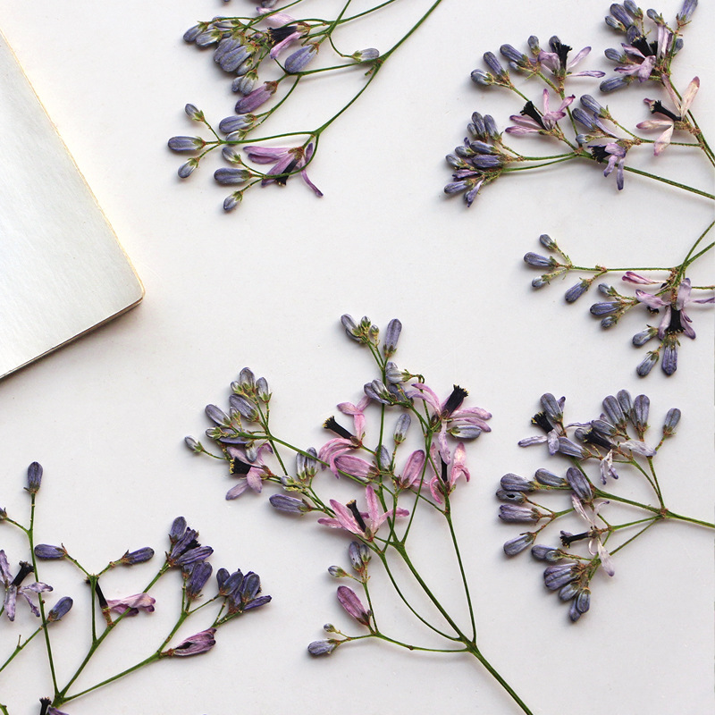 60Pcs Neem Tree Flower Branche - Dried Flower Bookmark avaliação e preço