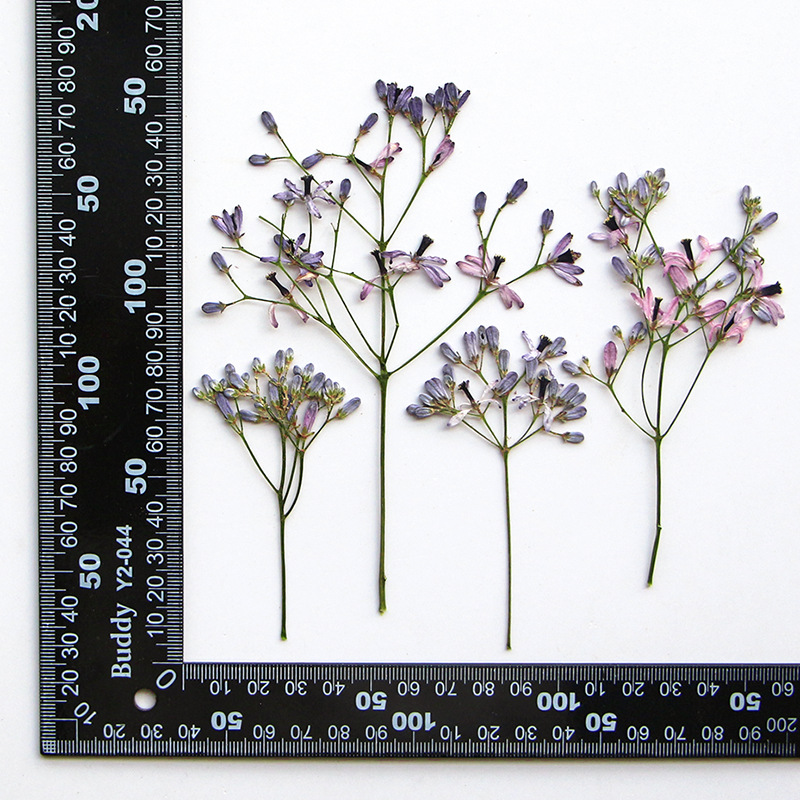 60Pcs Neem Tree Flower Branche - Dried Flower Bookmark avaliação e preço