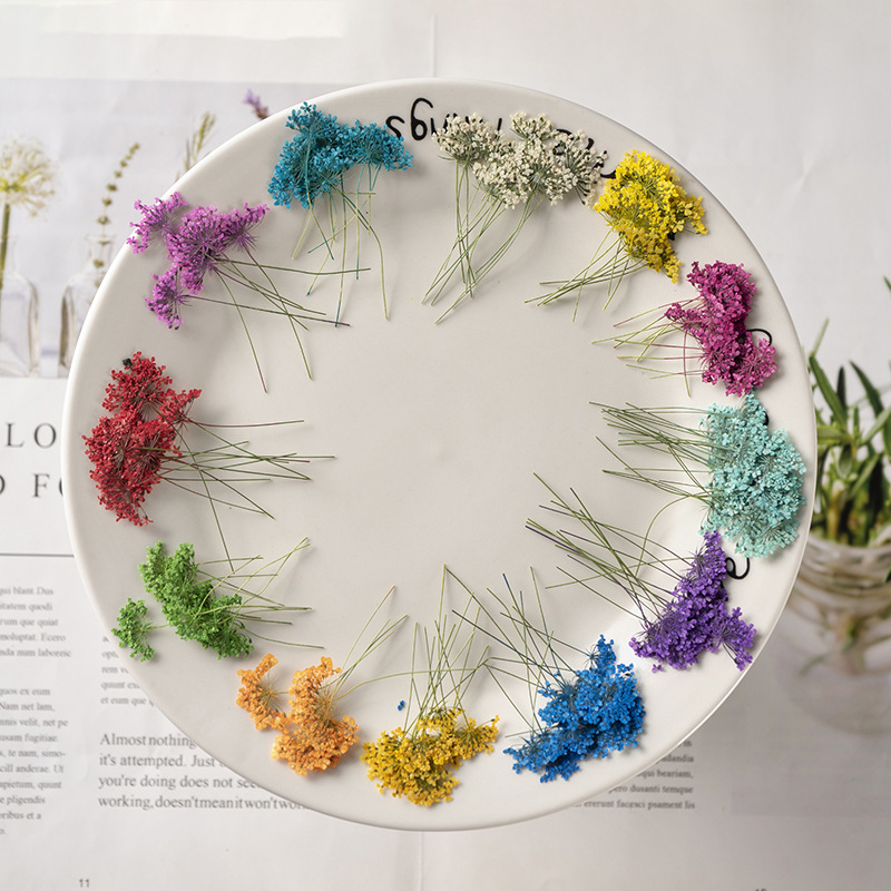 48Pcs Vibrant Colored Small Sn - Dried Flower Bookmark avaliação e preço