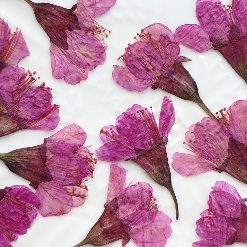 36Pcs Natural Dried Flower Pre - Dried Flower Bookmark avaliação e preço