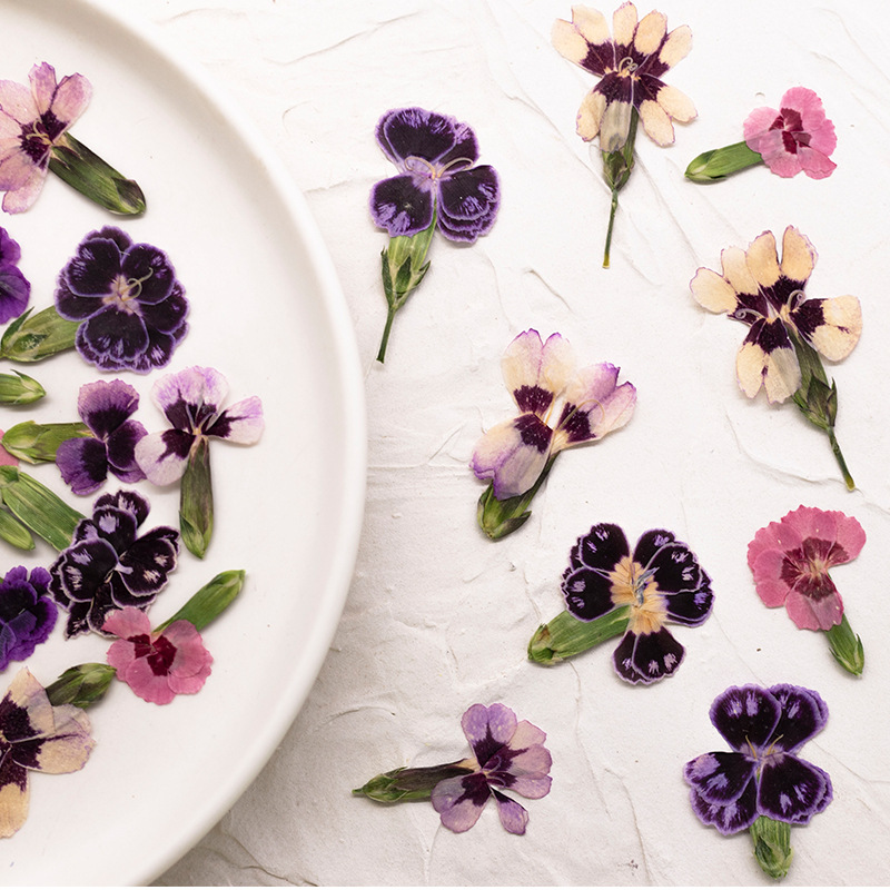 24pcs,Pressed Dried Dianthus F - Dried Flower Bookmark avaliação e preço