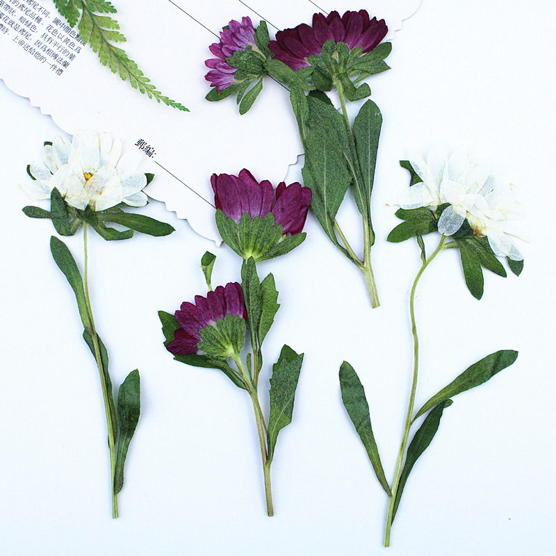 24pcs,Mini Chrysanthemum Press - Dried Flower Bookmark avaliação e preço