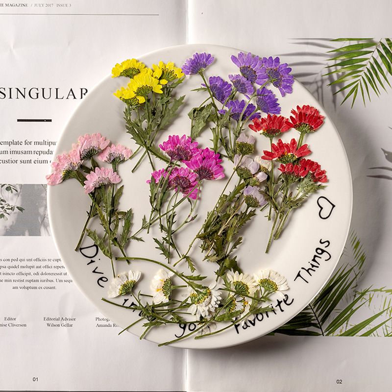 5-8cm/24pcs,Side pressed cryst - Dried Flower Bookmark avaliação e preço